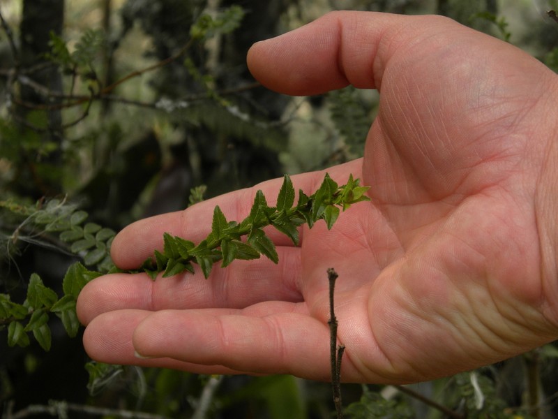 Baccharis bogotensis photo 2
