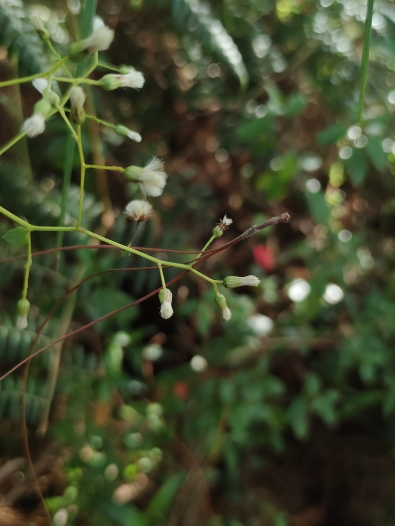 Baccharis bogotensis photo 3