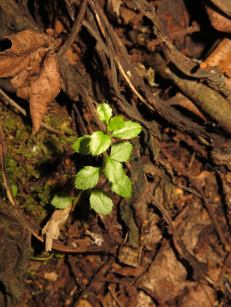 Baccharis bogotensis photo 4