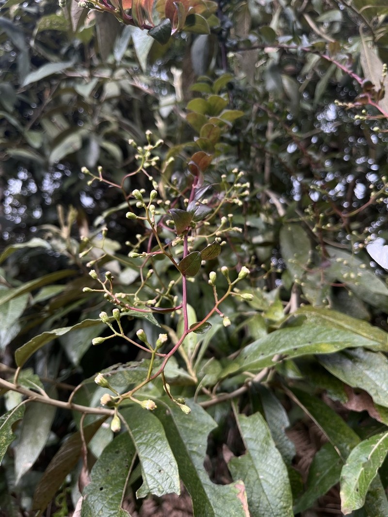 Baccharis bogotensis photo 5