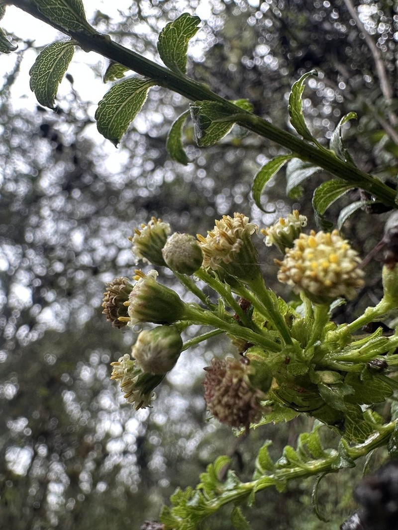 Baccharis bogotensis photo 6