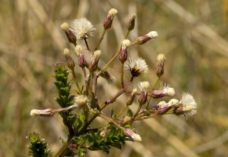 Baccharis bogotensis photo 7