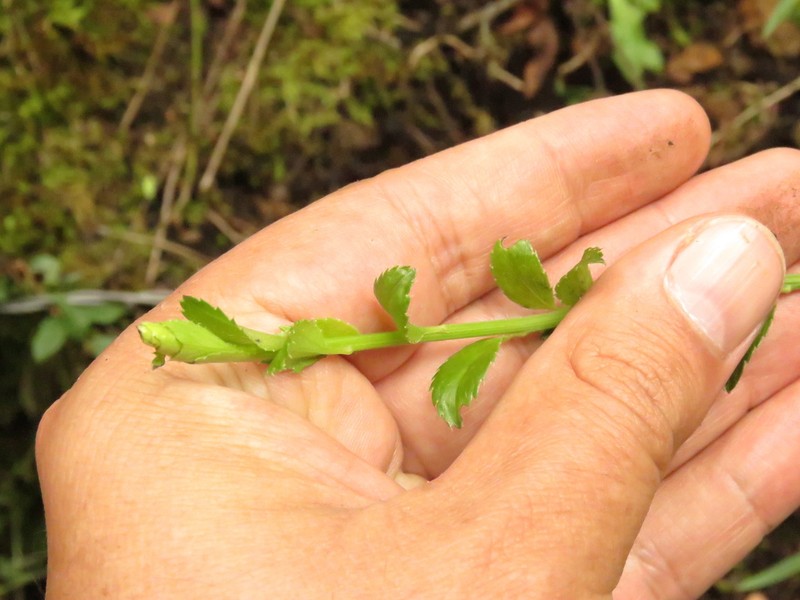 Baccharis bogotensis photo 8