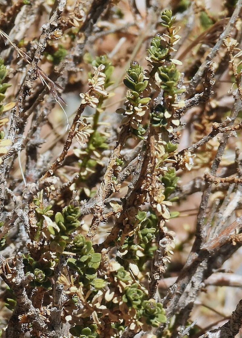 Baccharis boliviensis