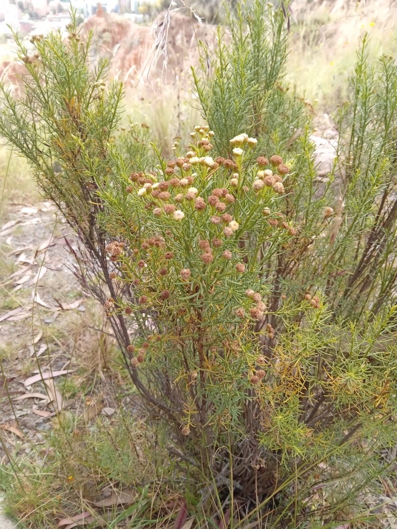 Baccharis boliviensis photo 2