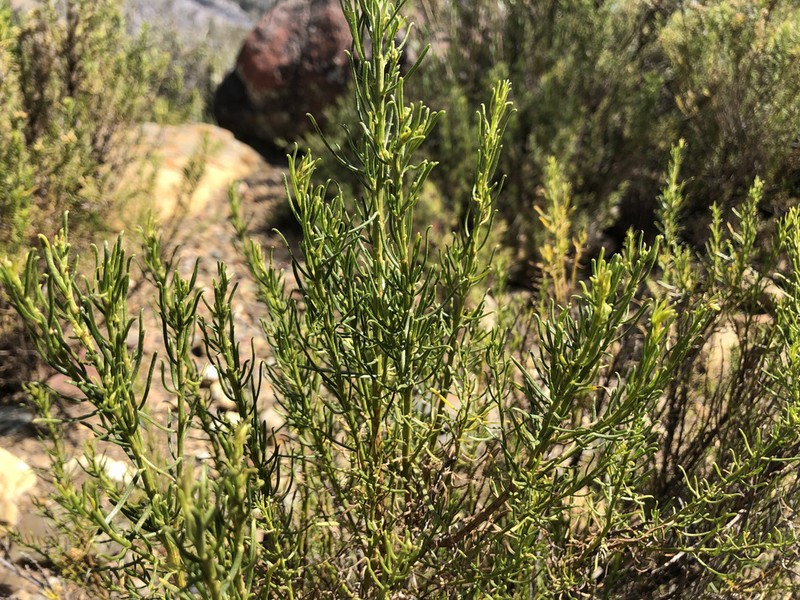 Baccharis boliviensis photo 3