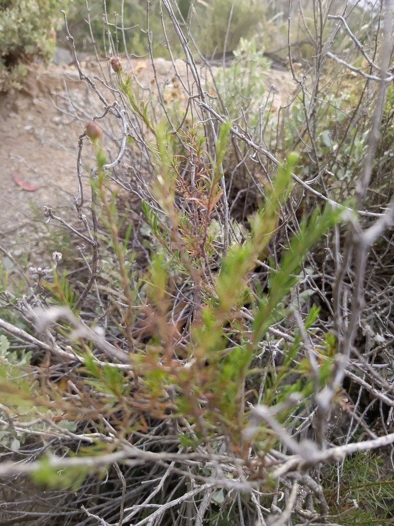 Baccharis boliviensis photo 4