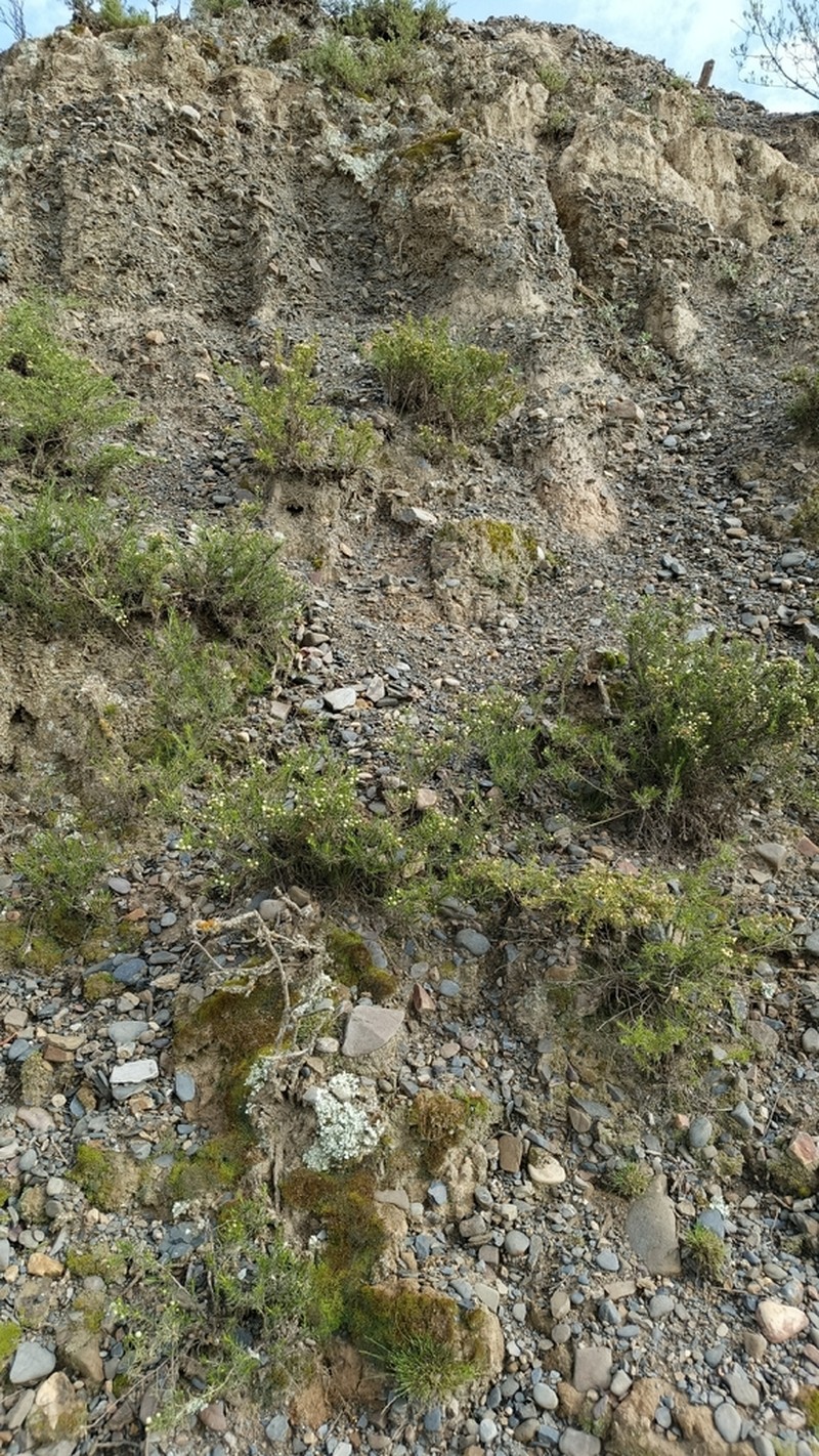 Baccharis boliviensis photo 5