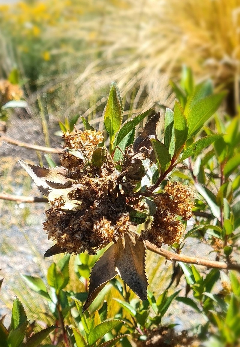 Baccharis boliviensis photo 7