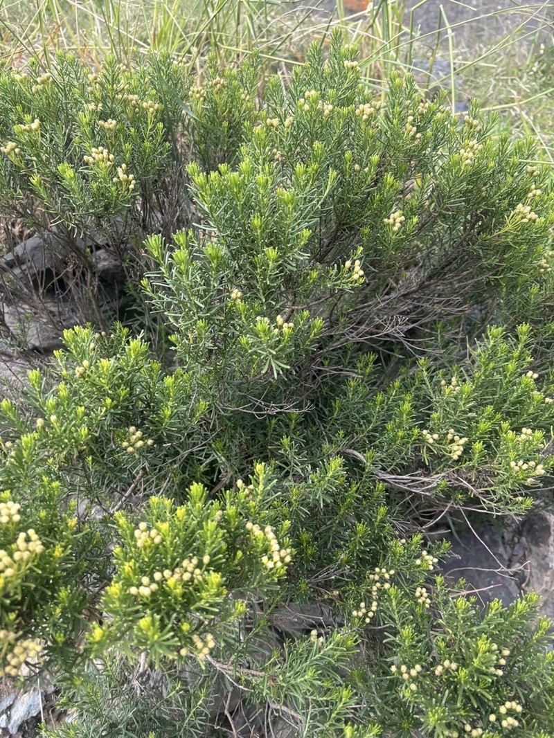 Baccharis boliviensis photo 8