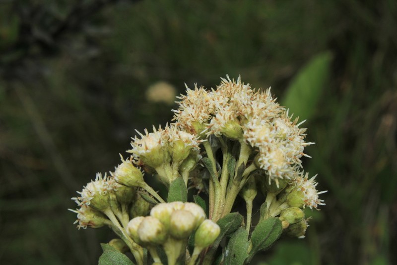 Baccharis boyacensis