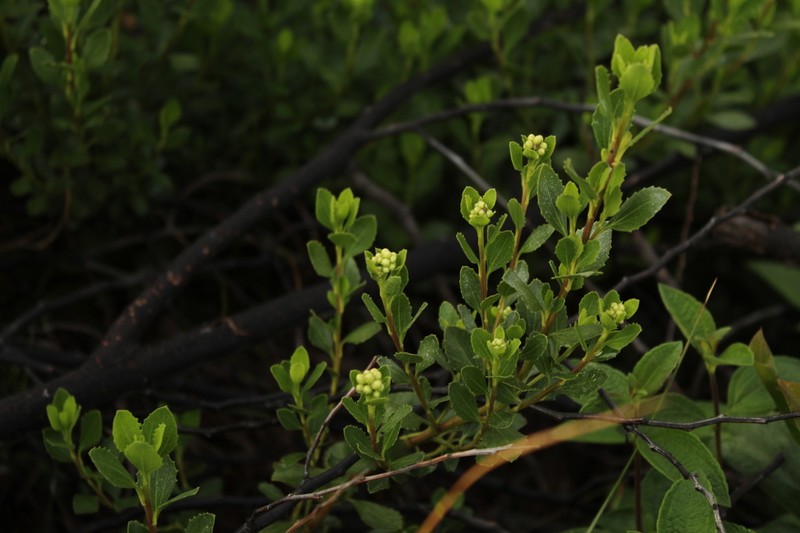 Baccharis boyacensis photo 2