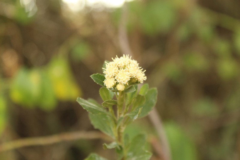 Baccharis boyacensis photo 3