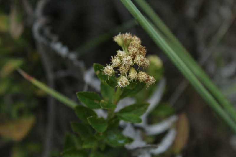 Baccharis boyacensis photo 4