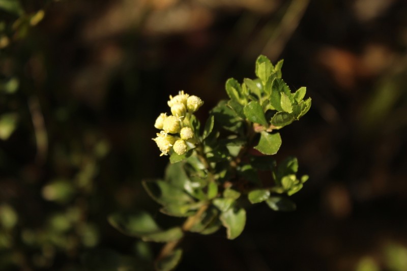 Baccharis boyacensis photo 5