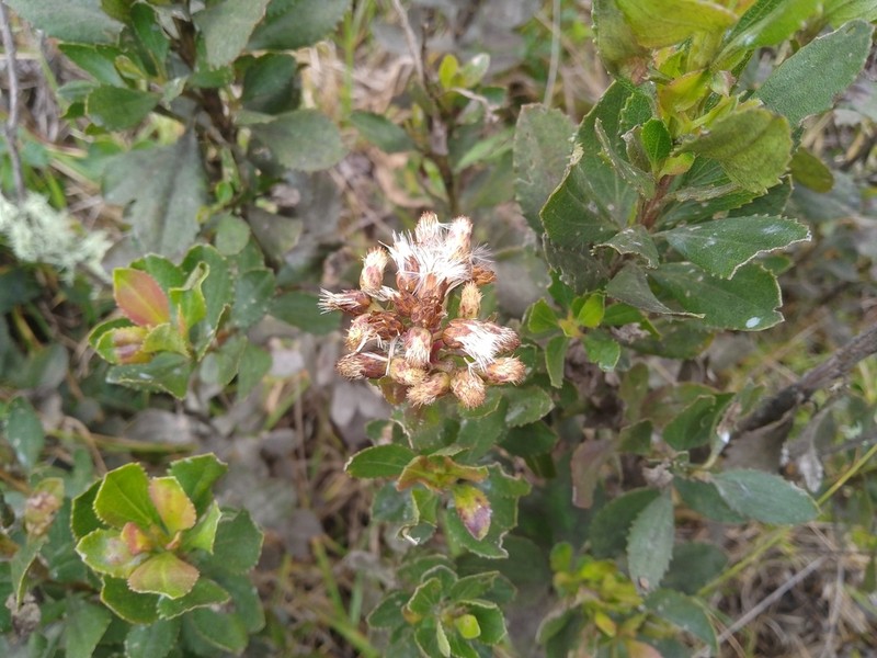 Baccharis boyacensis photo 6
