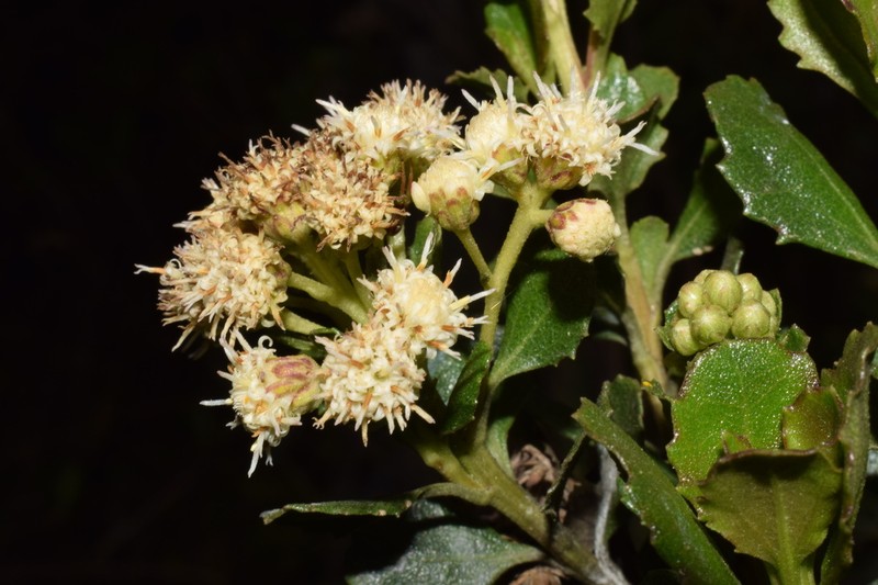 Baccharis boyacensis photo 7