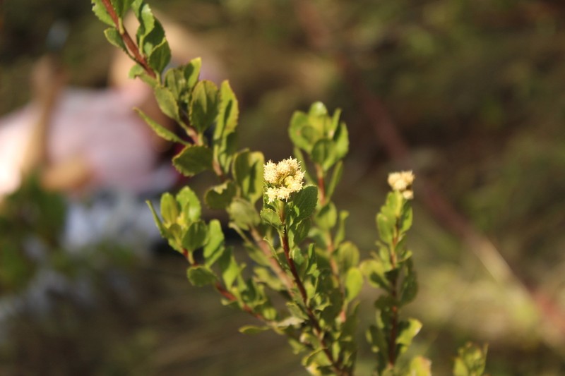 Baccharis boyacensis photo 8