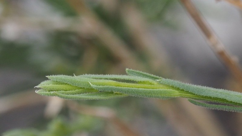 Shortleaf Baccharis photo 2