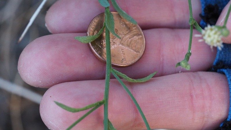 Shortleaf Baccharis photo 4