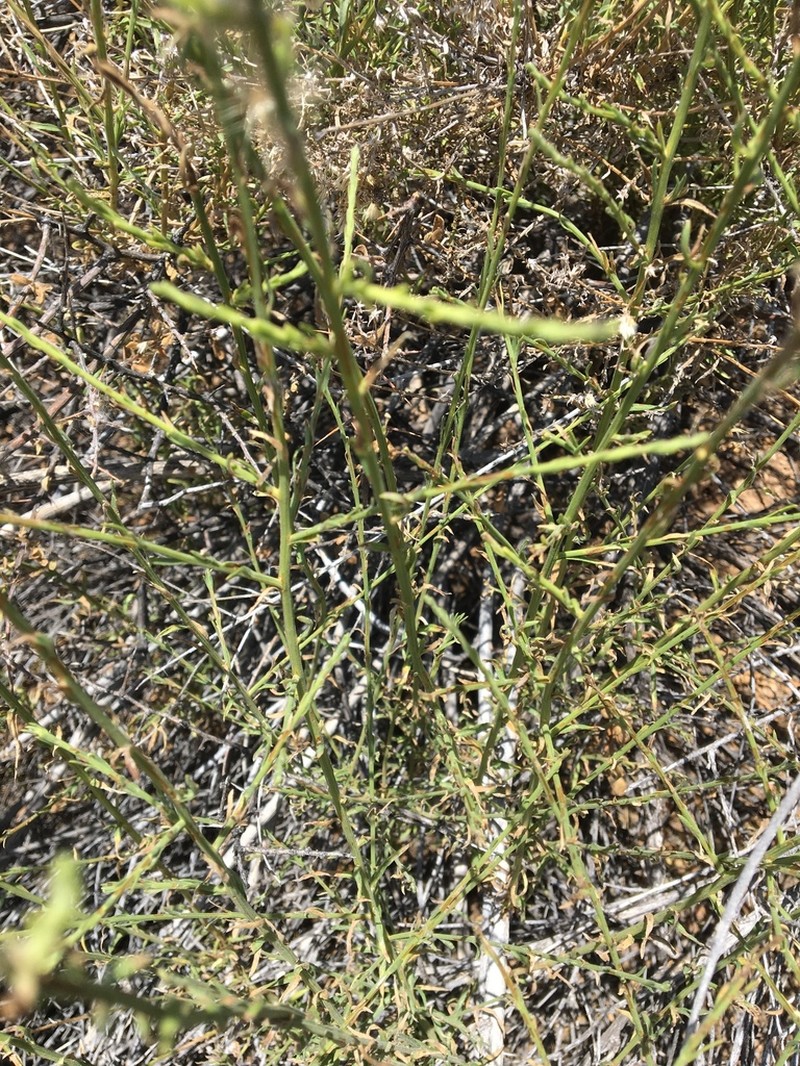 Shortleaf Baccharis photo 5