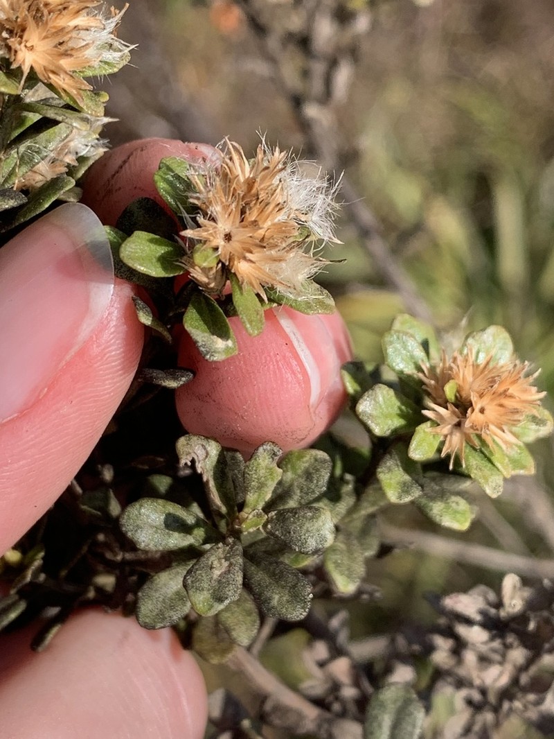 Baccharis brevifolia
