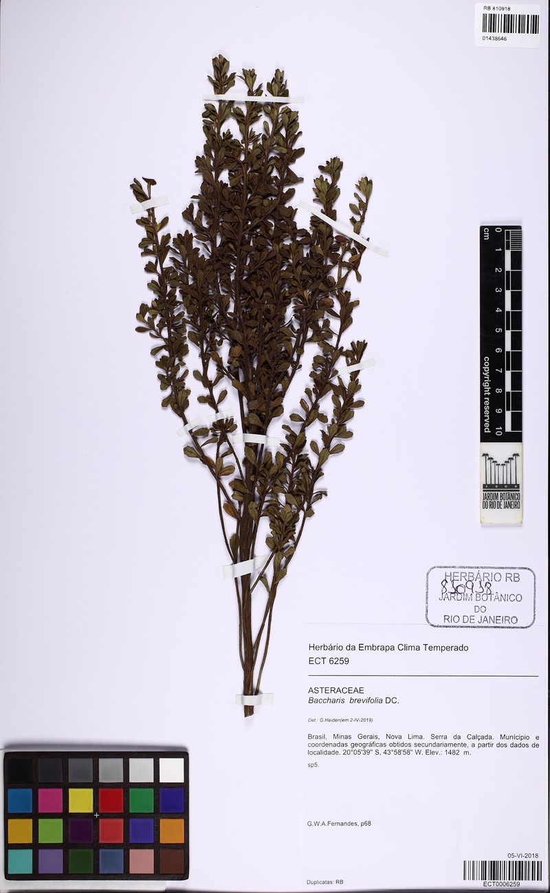 Baccharis brevifolia photo 3