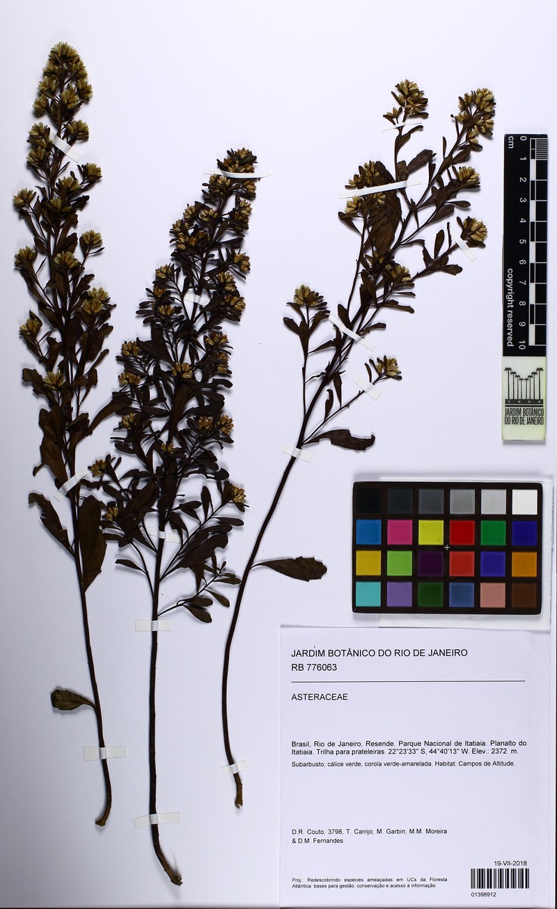 Baccharis brevifolia photo 4