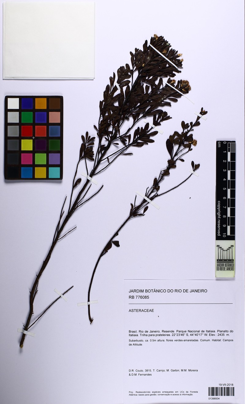Baccharis brevifolia photo 6