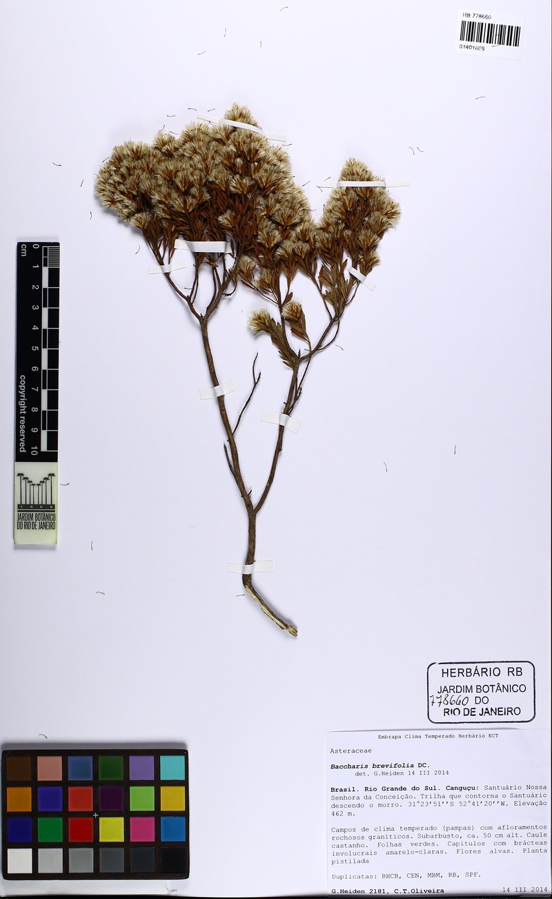 Baccharis brevifolia photo 8