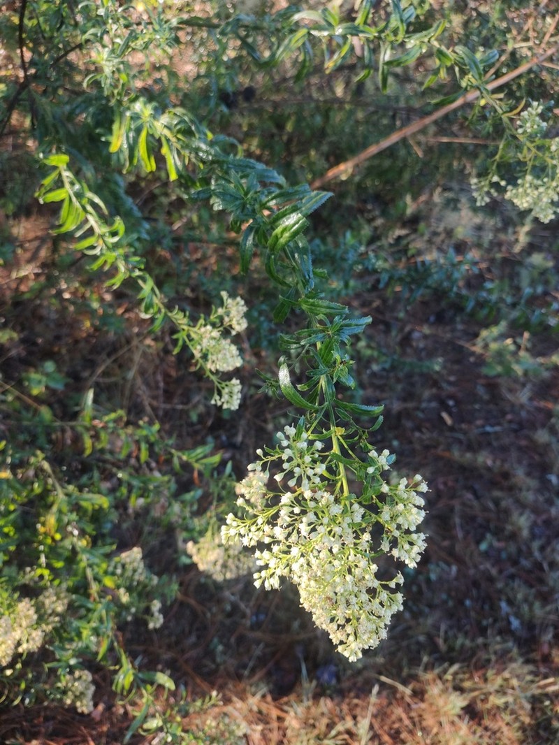 Baccharis brevipappa