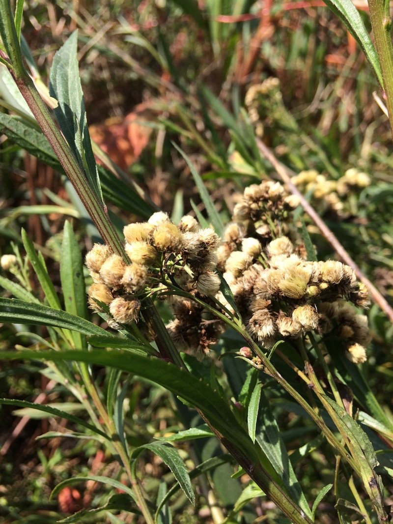 Baccharis breviseta