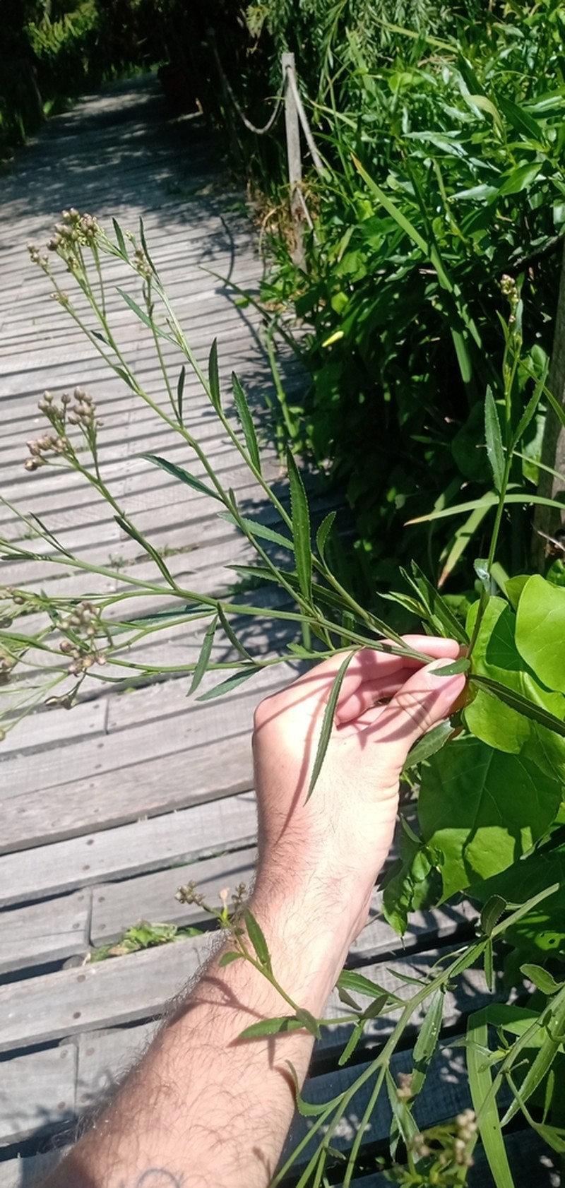 Baccharis breviseta photo 2