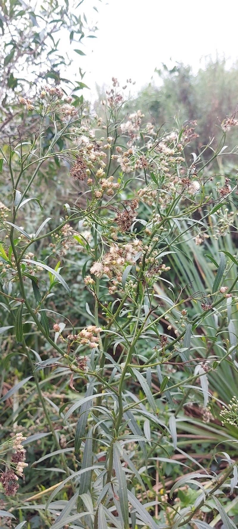 Baccharis breviseta photo 3