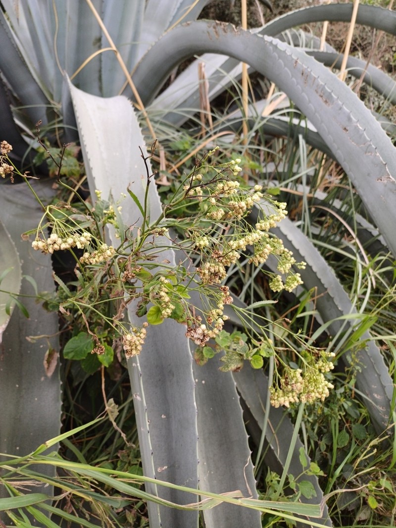 Baccharis breviseta photo 4