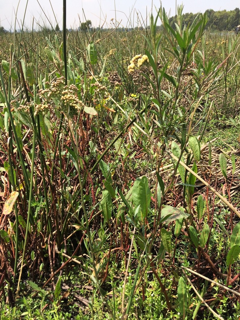 Baccharis breviseta photo 5