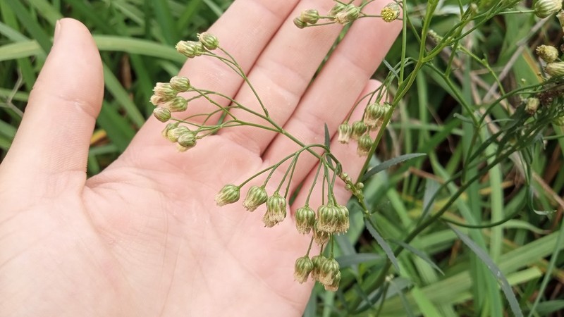 Baccharis breviseta photo 6