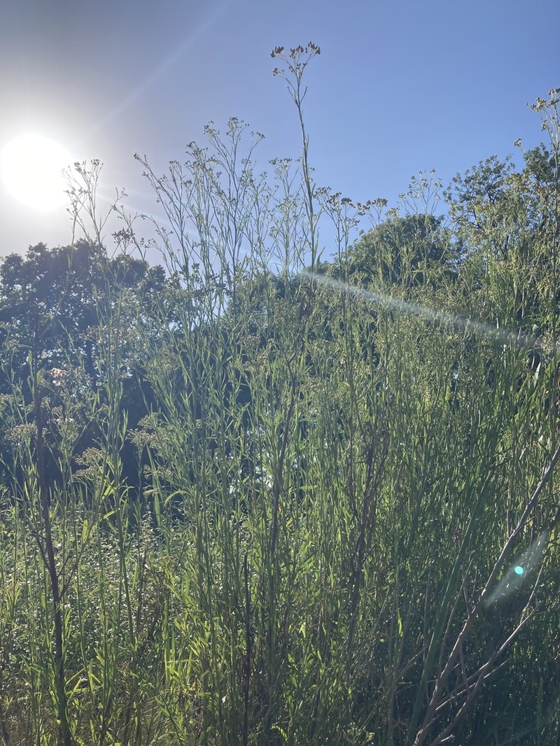 Baccharis breviseta photo 7