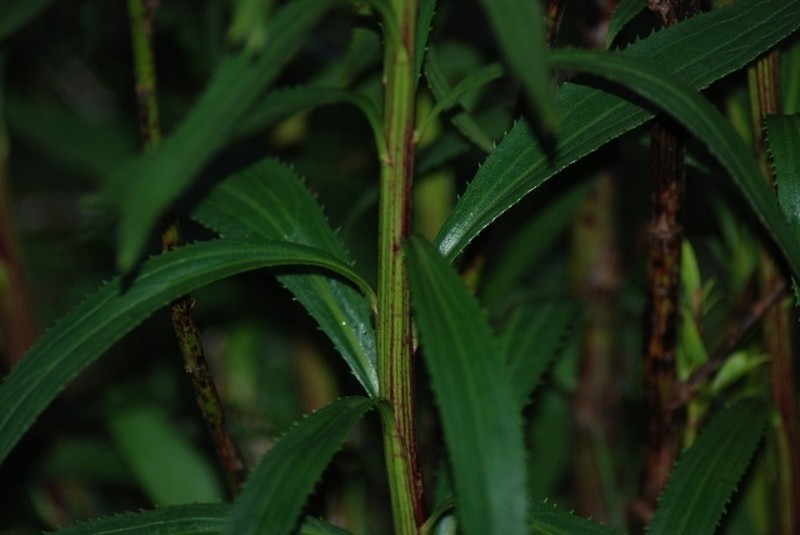 Baccharis breviseta photo 8