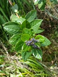 Baccharis buchtienii