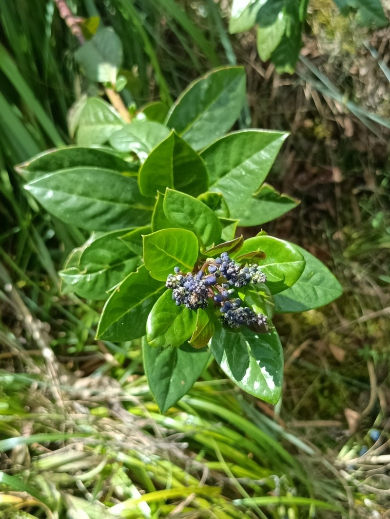 Baccharis buchtienii
