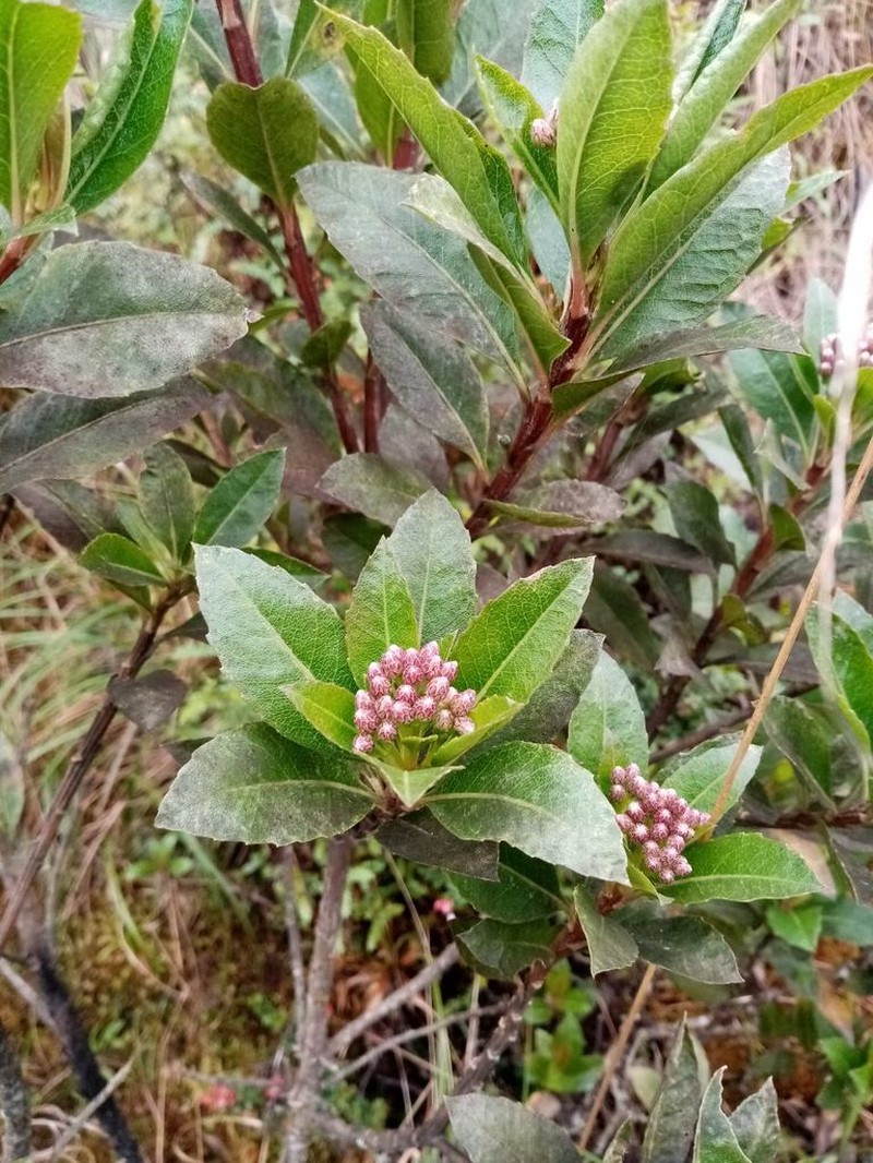 Baccharis buchtienii photo 2