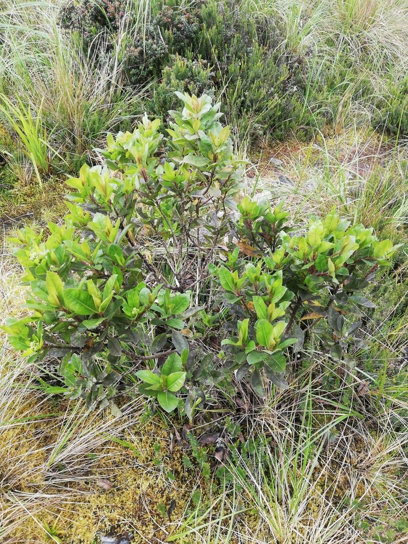 Baccharis buchtienii photo 3
