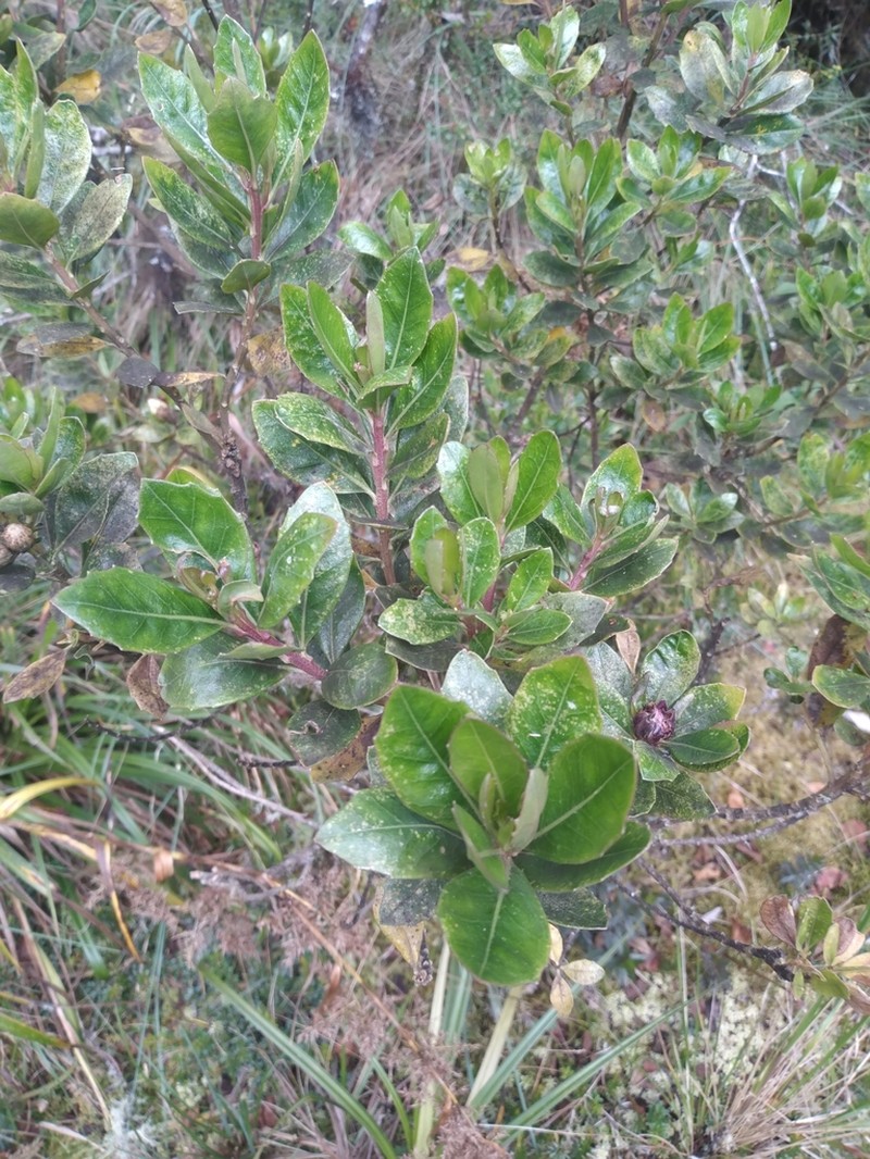 Baccharis buchtienii photo 4