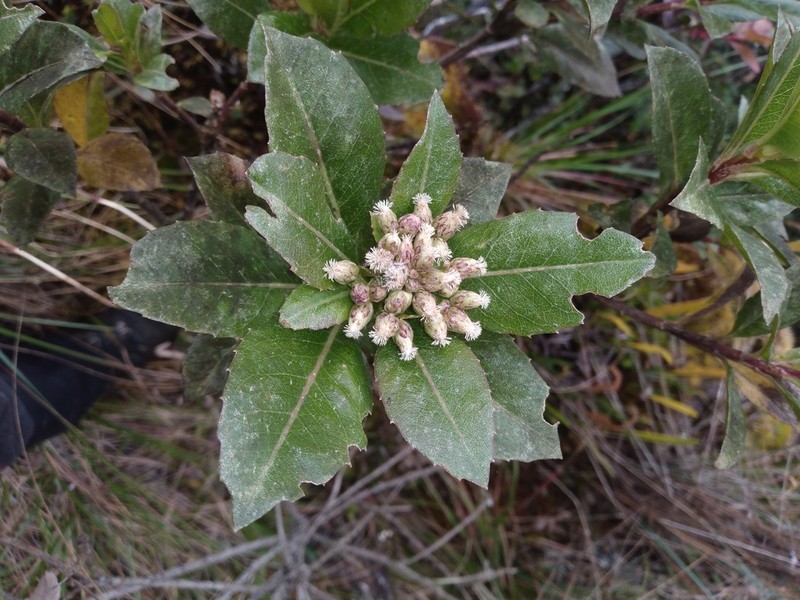 Baccharis buchtienii photo 5