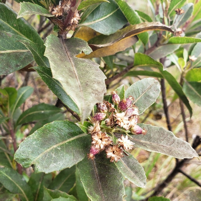 Baccharis buchtienii photo 6