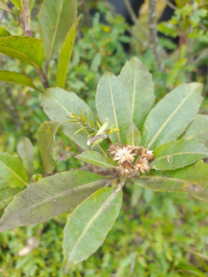 Baccharis buchtienii photo 8