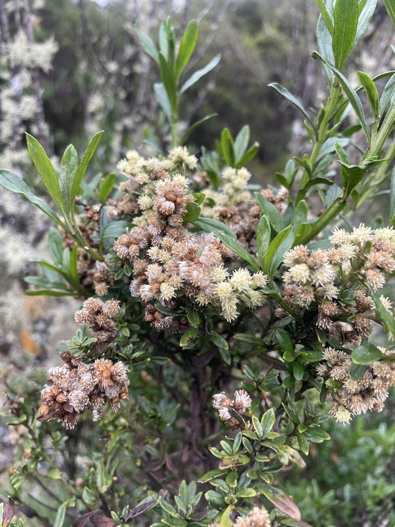 Baccharis burchellii