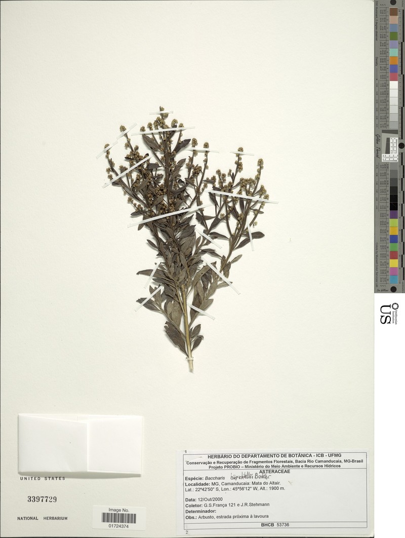 Baccharis burchellii photo 3