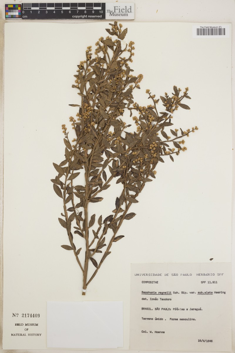 Baccharis burchellii photo 4